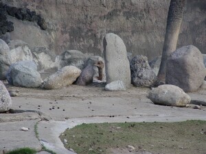 Dromedary Camel