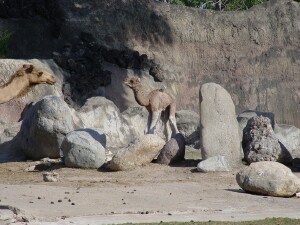 Dromedary Camel