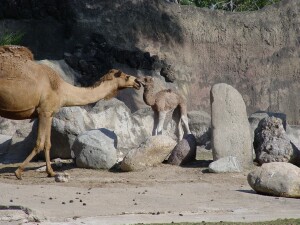 Dromedary Camel