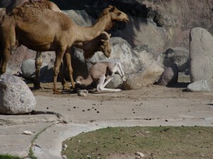 Dromedary Camel