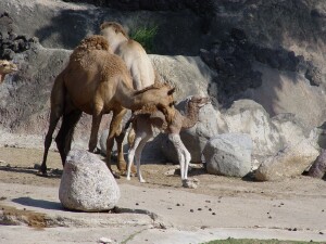 Dromedary Camel