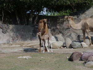 Dromedary Camel