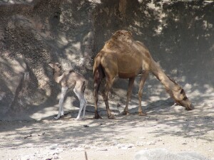 Dromedary Camel