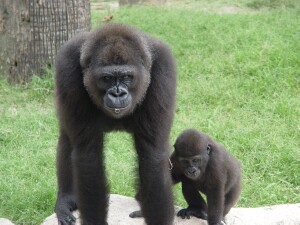 Western Lowland Gorillas