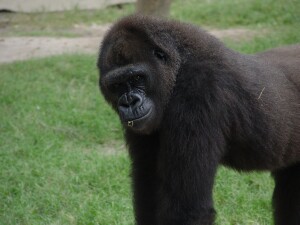 Western Lowland Gorillas