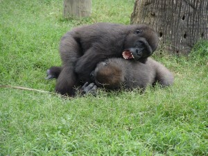 Asha & Pele - Western Lowland Gorillas