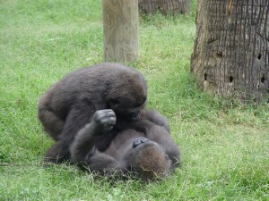 Western Lowland Gorillas