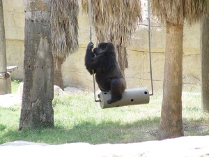 Western Lowland Gorillas