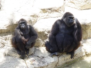 Western Lowland Gorillas