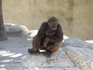 Western Lowland Gorillas