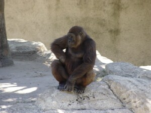 Western Lowland Gorillas