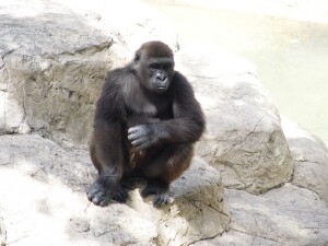 Asha & Pele - Western Lowland Gorillas