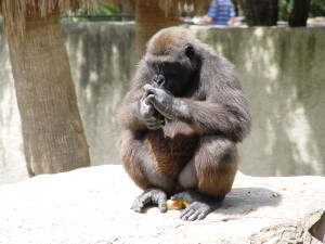 Western Lowland Gorillas