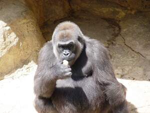 Western Lowland Gorillas
