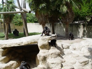 Western Lowland Gorillas