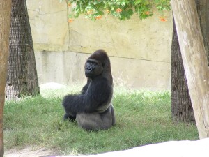 Asha & Pele - Western Lowland Gorillas