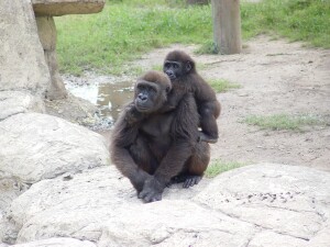 Western Lowland Gorillas