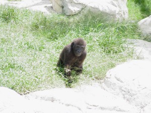 Asha & Pele - Western Lowland Gorillas