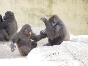 Western Lowland Gorillas