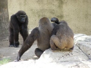 Western Lowland Gorillas