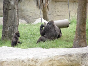 Western Lowland Gorillas