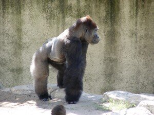 Western Lowland Gorillas