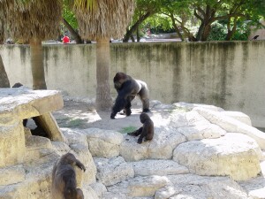 Western Lowland Gorillas