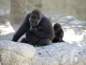 Western Lowland Gorillas