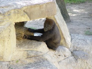 Western Lowland Gorillas