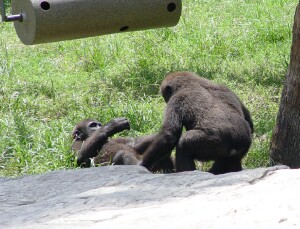 Western Lowland Gorillas