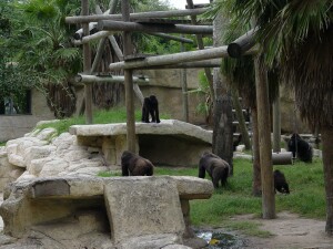 Western Lowland Gorillas