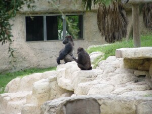 Western Lowland Gorillas