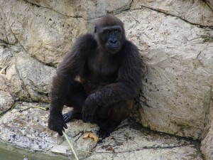 Western Lowland Gorillas