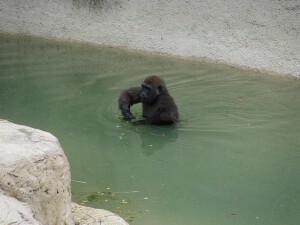 Western Lowland Gorillas