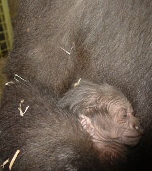 Western Lowland Gorillas