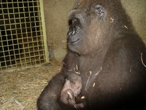 Western Lowland Gorillas