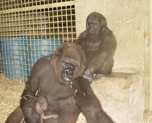 Western Lowland Gorillas