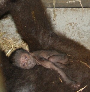 Western Lowland Gorillas