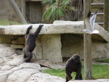 Nzinga and Harambe - Western Lowland Gorillas