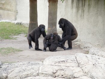 Nzinga, Harambe, Asha, and Martha - Western Lowland Gorillas