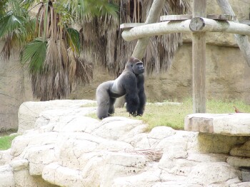 Moja - Western Lowland Gorilla