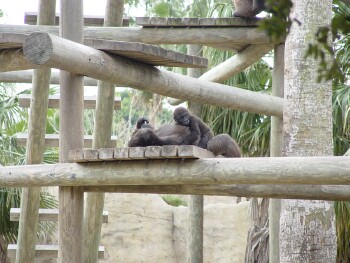 Harambe and Asha - Western Lowland Gorillas