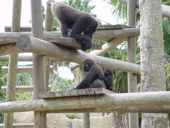 Martha looking down at Harambe and Asha - Western Lowland Gorillas