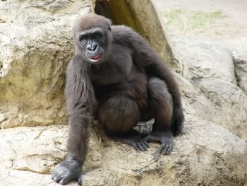 Harambe - Western Lowland Gorilla