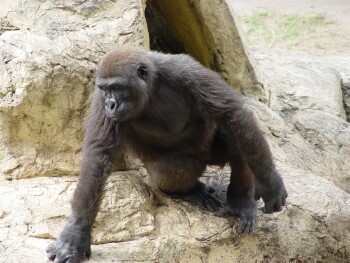 Harambe - Western Lowland Gorilla