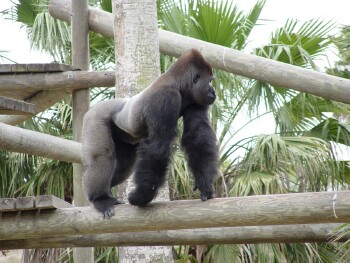 Moja - Western Lowland Gorilla