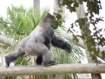 Moja - Western Lowland Gorilla