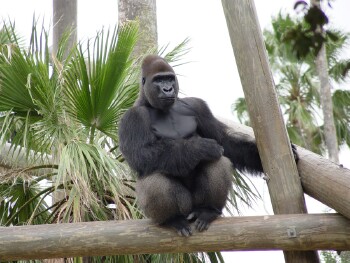 Moja - Western Lowland Gorilla