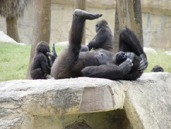 Martha and Asha (Asha, daughter of Martha and Moja, was born December 4, 2002) - Western Lowland Gorillas