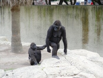 Harambe, Asha, and Martha (Harambe was born May 27, 1999 and is the son of Kayla and Moja) - Western Lowland Gorillas